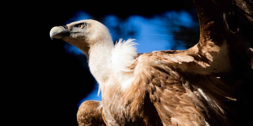 Mimpi tentang burung bangkai | Arti dan makna mimpi