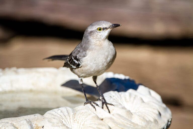 Mimpi tentang mockingbird | Arti dan makna mimpi