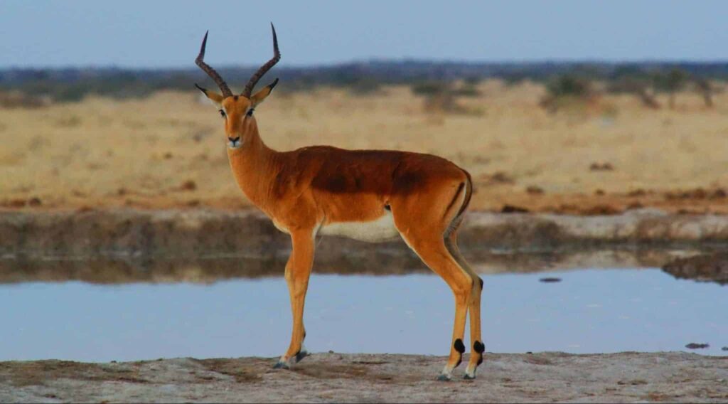 antilop rüyası | Rüya tabiri ve anlamı