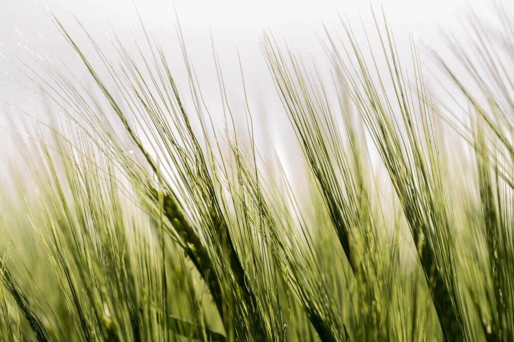 Сон о ячмень | Значение и толкование