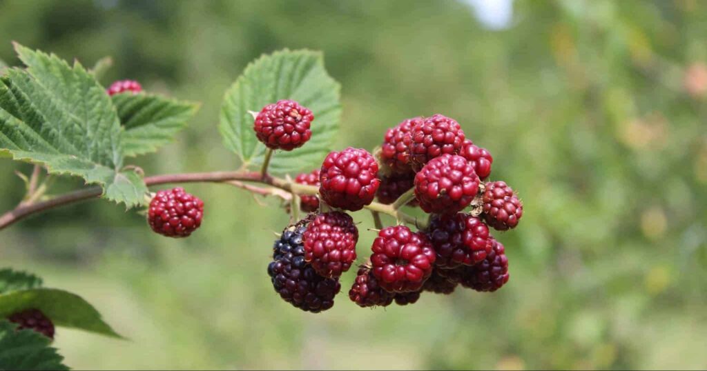 Сон про ожина | Значення і тлумачення