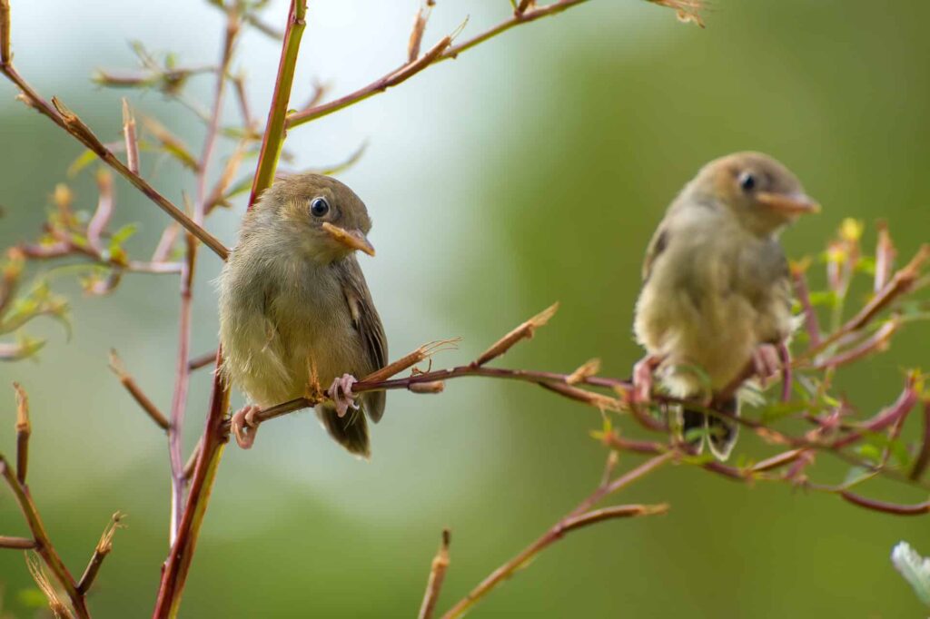 Mimpi tentang burung bulbul | Arti dan makna mimpi