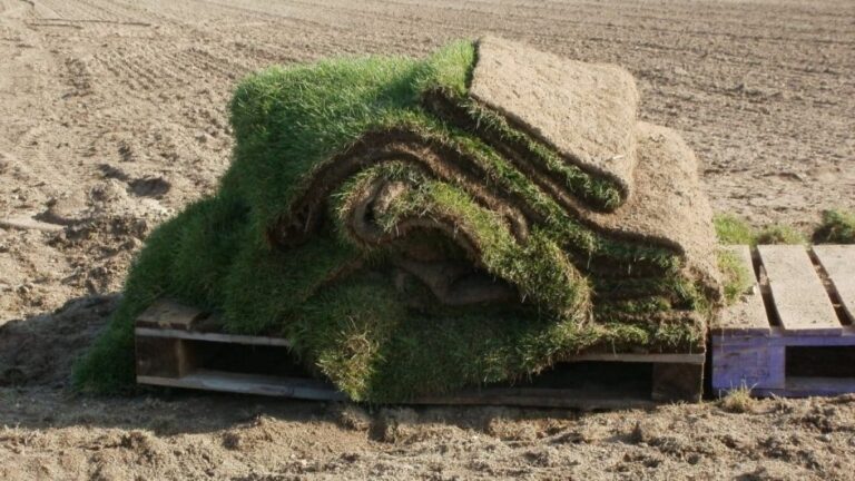 Mimpi tentang rumput 2 | Arti dan makna mimpi