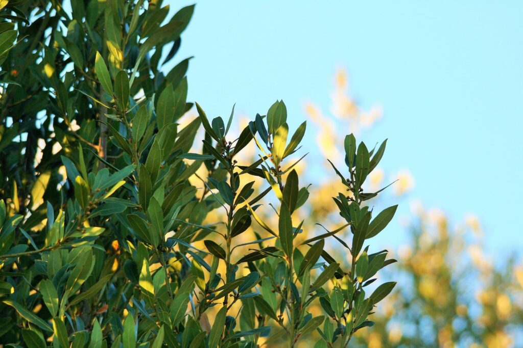 梦见月桂树 | 梦的含义与解析