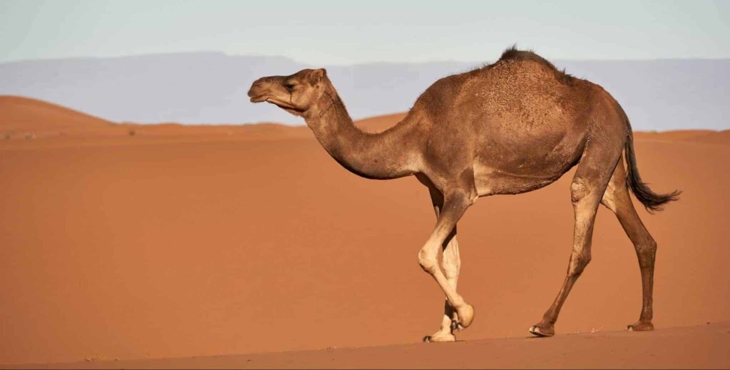 Сон о верблюд | Значение и толкование