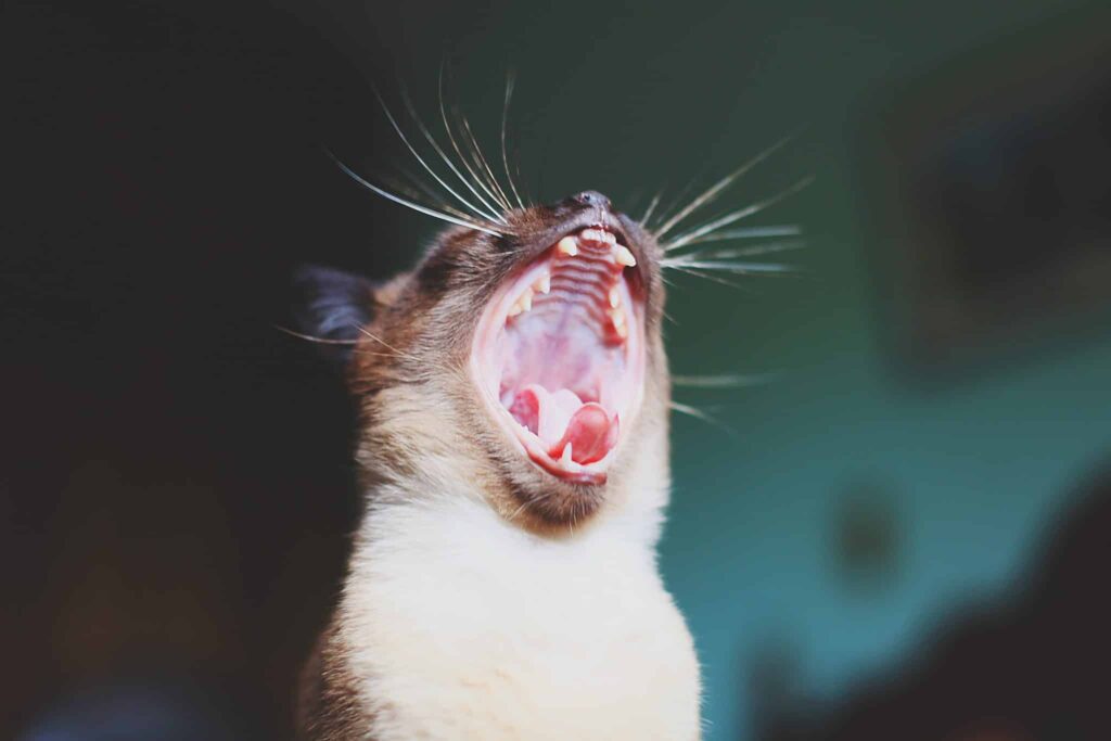 Mimpi tentang sakit gigi | Arti dan makna mimpi