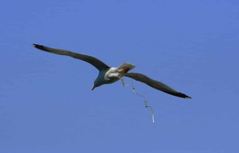 Сон про дефекація | Значення і тлумачення