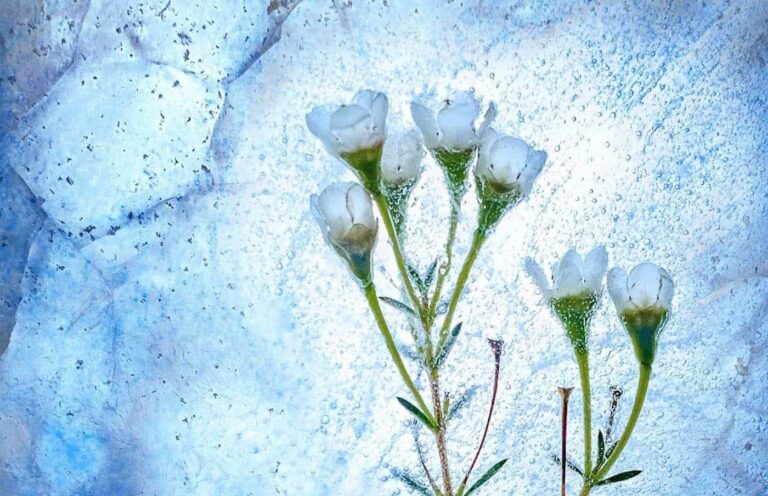 Mimpi tentang membeku sampai mati | Arti dan makna mimpi