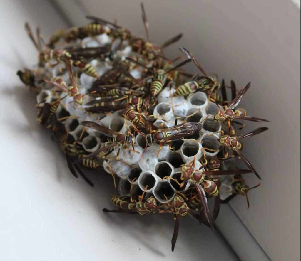 Mimpi tentang sarang tawon | Arti dan makna mimpi