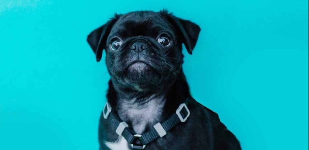 梦见采用 | 梦的含义与解析