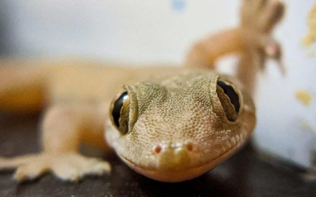 gecko rüyası | Rüya tabiri ve anlamı