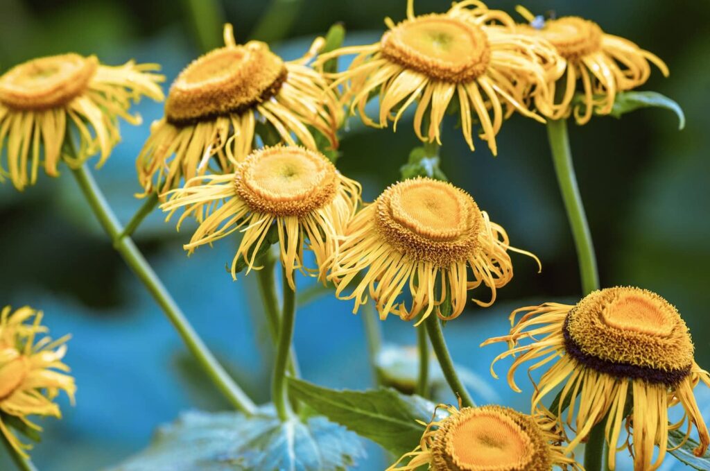 梦见有容乃大或衰落 | 梦的含义与解析