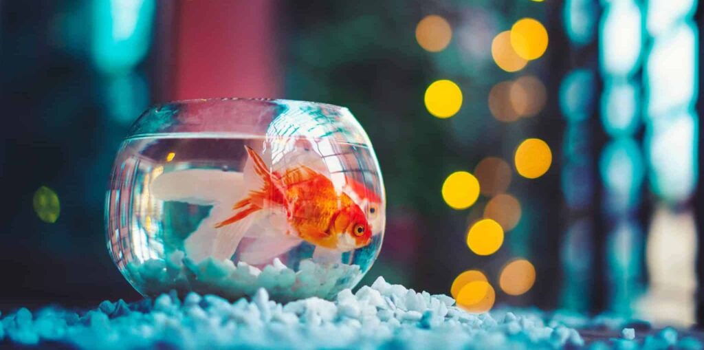 Mimpi tentang ikan mas | Arti dan makna mimpi