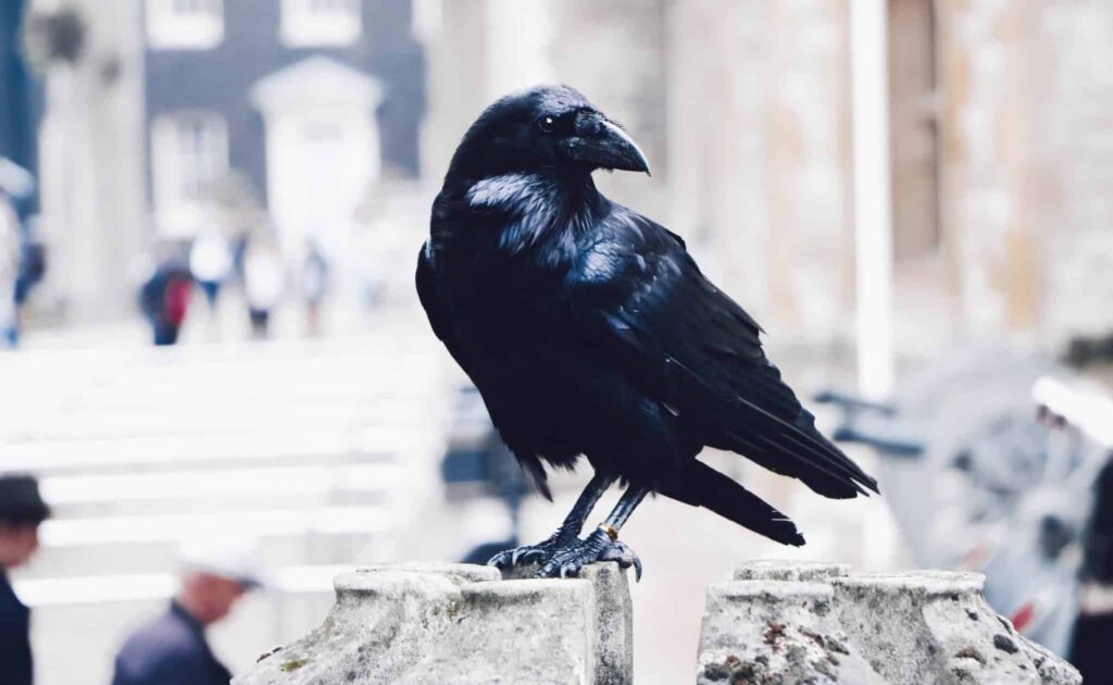 カラスの夢 | 夢の意味と解釈