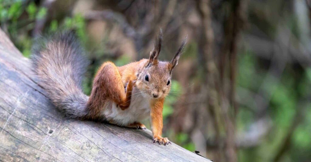 Сон про свербіж | Значення і тлумачення
