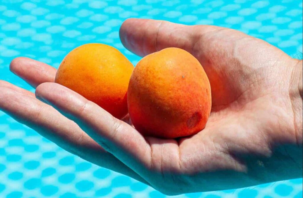 Mimpi tentang aprikot | Arti dan makna mimpi