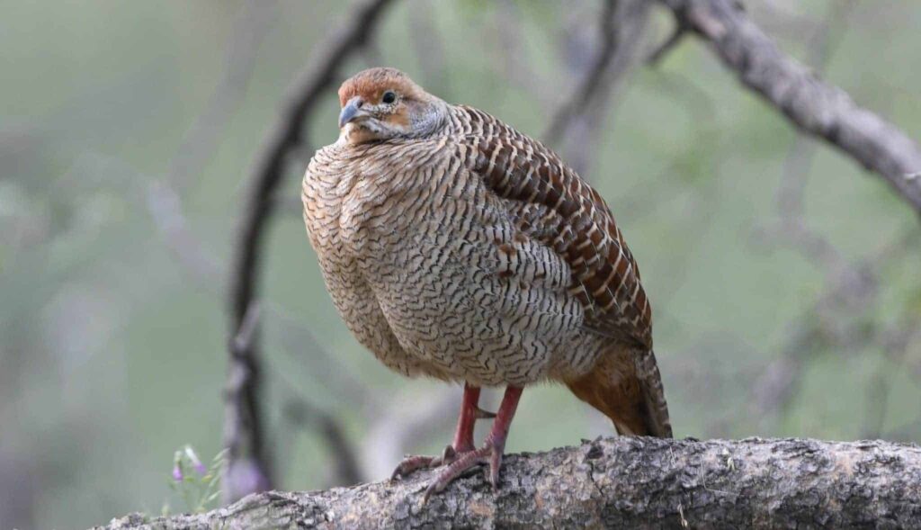 Mimpi tentang ayam hutan | Arti dan makna mimpi
