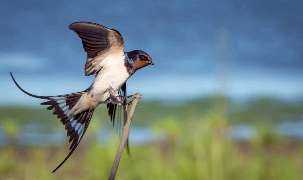 Mimpi tentang menelan 2 | Arti dan makna mimpi