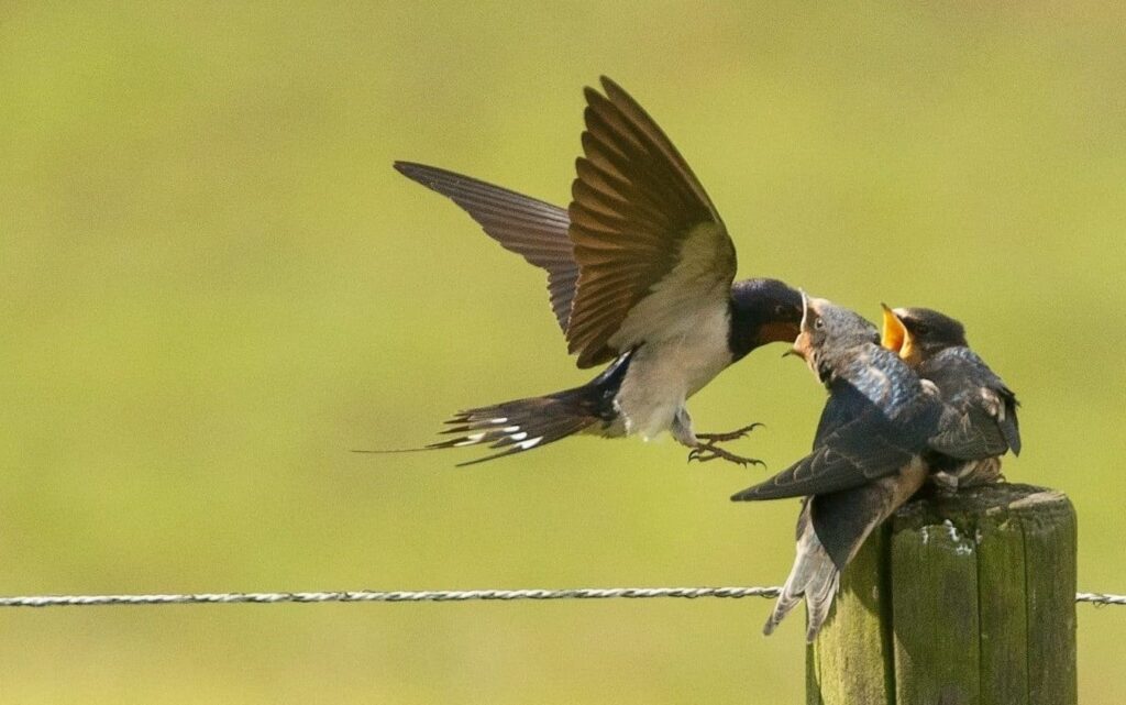 梦见燕子 | 梦的含义与解析