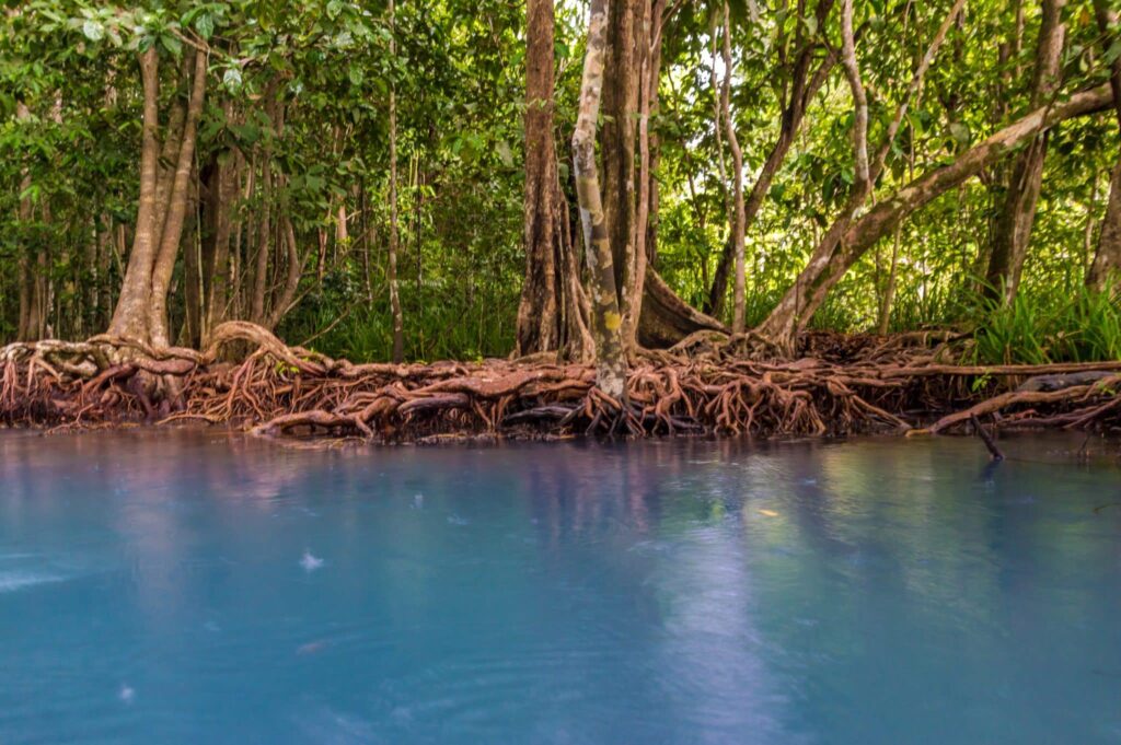 Mimpi tentang akar | Arti dan makna mimpi