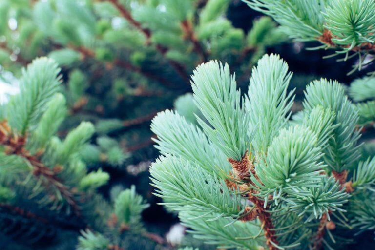 Сън за иглолистни дървета | Значение и тълкуване