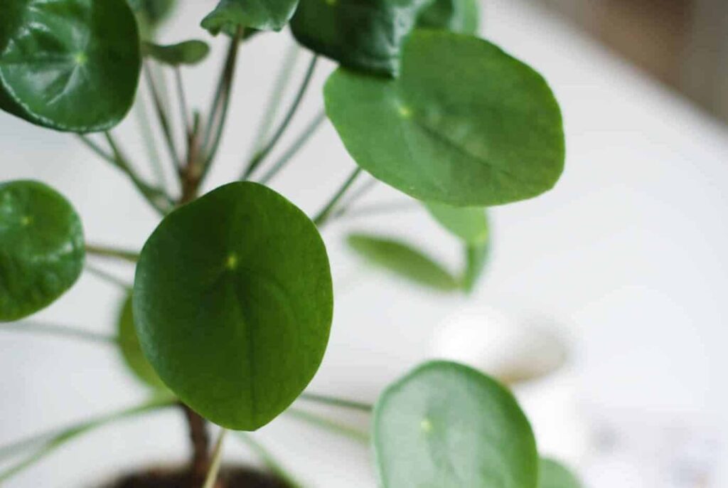 Сон о блинный завод | Значение и толкование