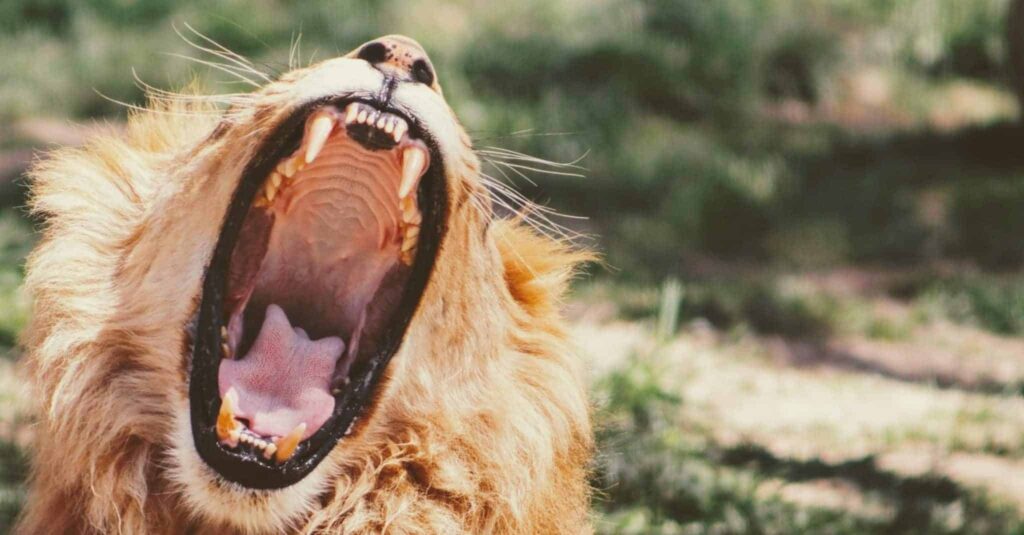 Сон о рев | Значение и толкование