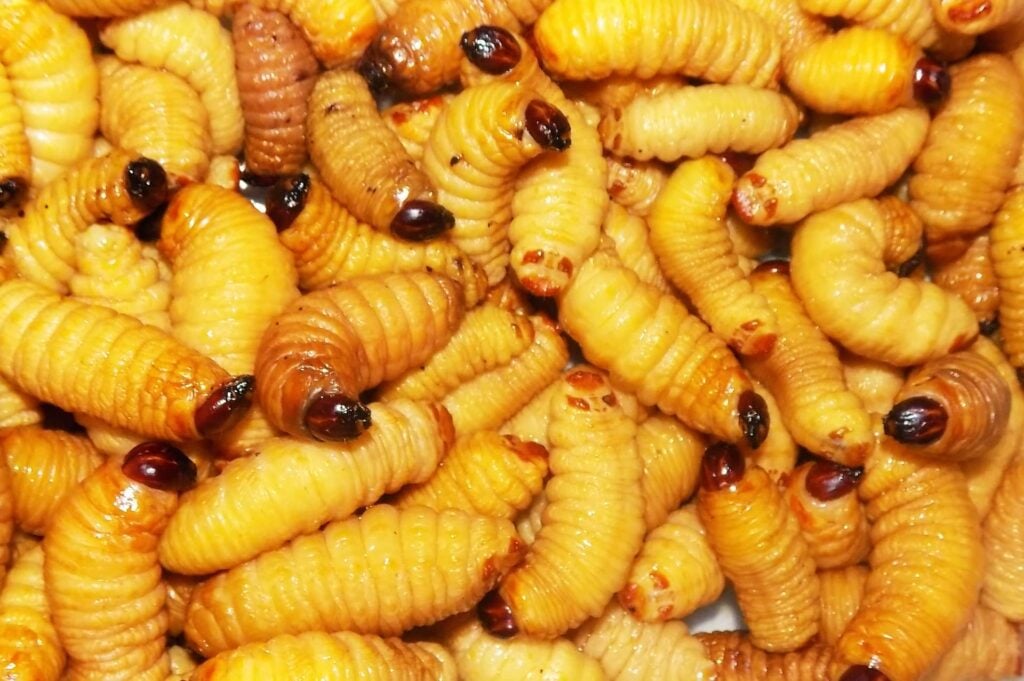 kurtcuklar rüyası | Rüya tabiri ve anlamı