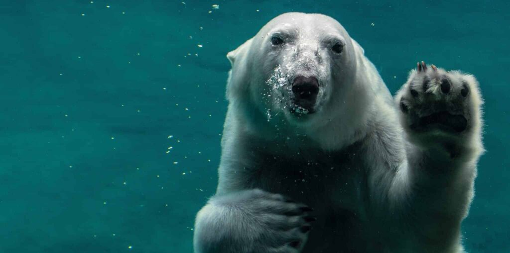 kutup ayisi rüyası | Rüya tabiri ve anlamı