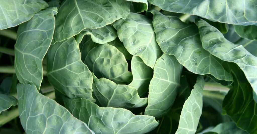 Mimpi tentang kubis | Arti dan makna mimpi