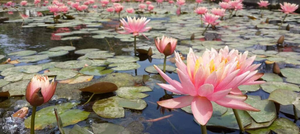 Mimpi tentang teratai | Arti dan makna mimpi