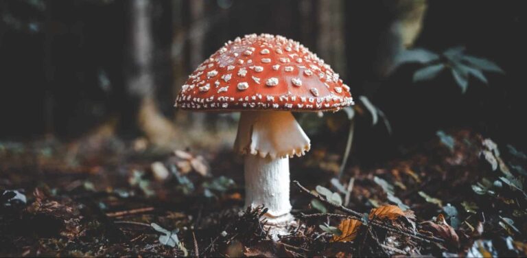 Mimpi tentang jamur 2 | Arti dan makna mimpi