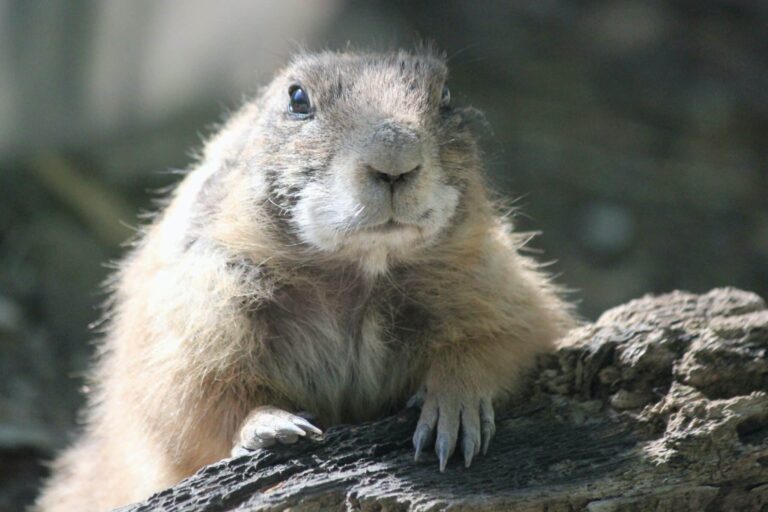 Mimpi tentang marmut | Arti dan makna mimpi