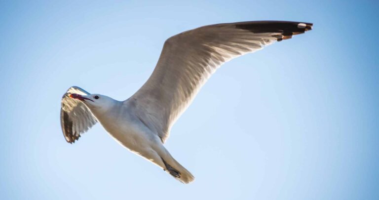 Mimpi tentang burung camar | Arti dan makna mimpi