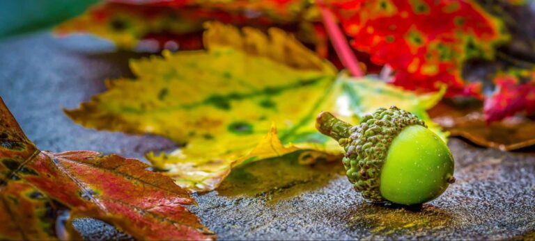 Mimpi tentang biji pohon ek | Arti dan makna mimpi