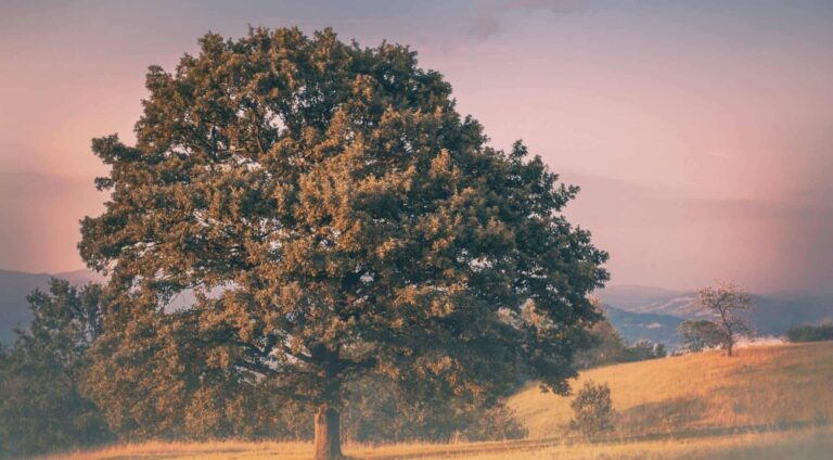 Сън за дъб | Значение и тълкуване