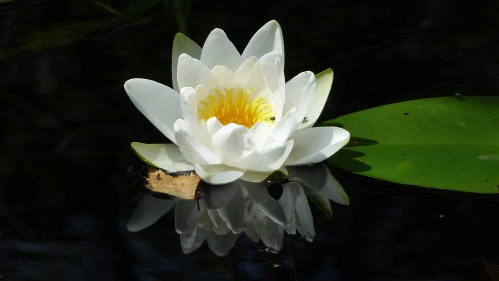 Mimpi tentang teratai air | Arti dan makna mimpi