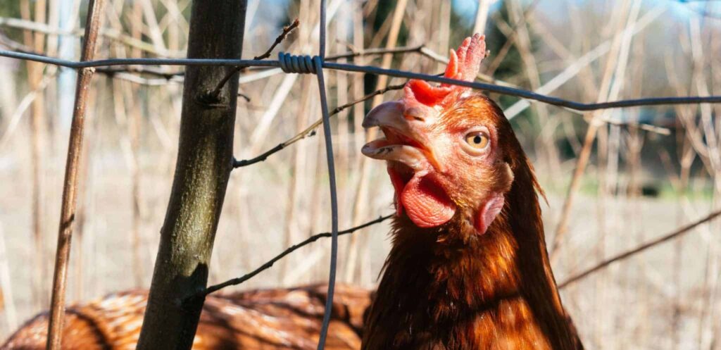 Mimpi tentang ayam berkokok | Arti dan makna mimpi
