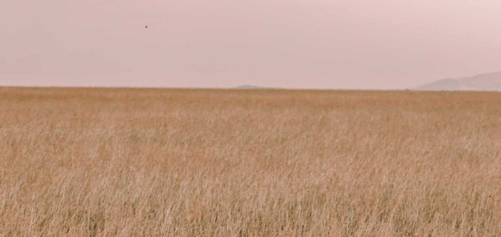 梦见朴素的 | 梦的含义与解析