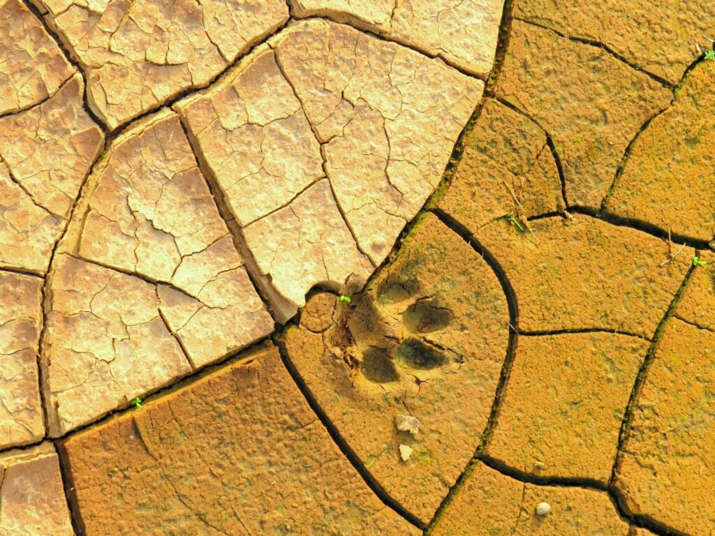 parca rüyası | Rüya tabiri ve anlamı