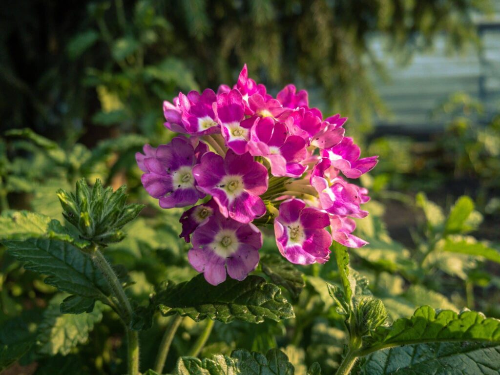 梦见天竺葵 | 梦的含义与解析