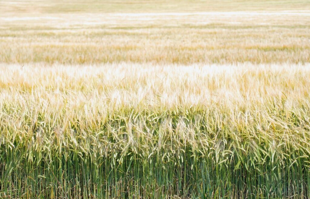 Mimpi tentang tebu | Arti dan makna mimpi
