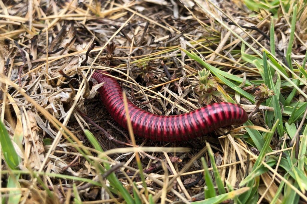 solucan rüyası | Rüya tabiri ve anlamı