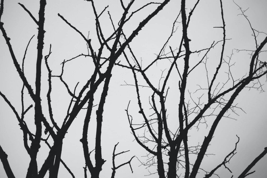 Mimpi tentang cabang | Arti dan makna mimpi