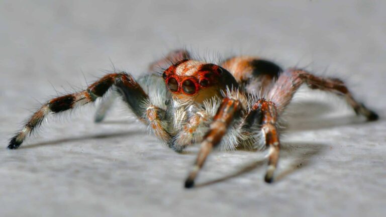 tarantula rüyası | Rüya tabiri ve anlamı