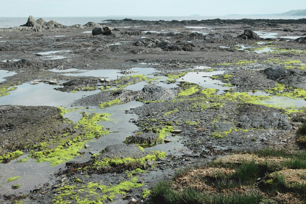 토탄 토양에 대한 꿈 | 꿈의 의미와 해석