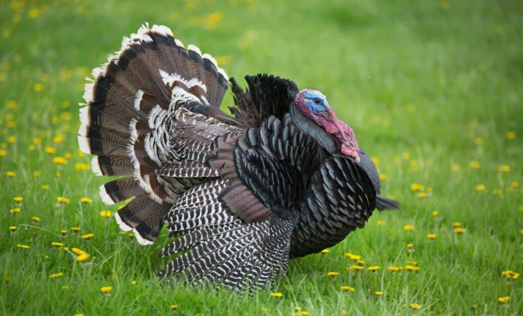 turkiye rüyası | Rüya tabiri ve anlamı