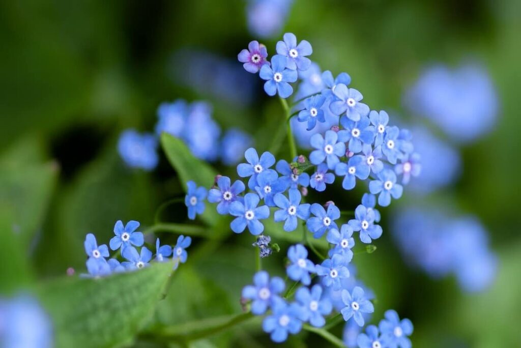 Mimpi tentang forget me nots | Arti dan makna mimpi