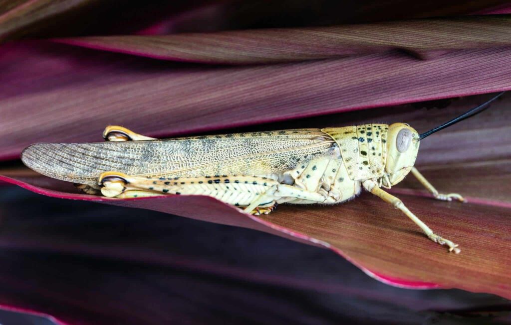 Mimpi tentang wabah | Arti dan makna mimpi