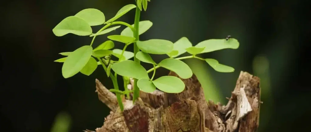 Mimpi tentang kelahiran kembali | Arti dan makna mimpi